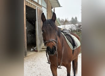 Partbred árabe, Caballo castrado, 5 años, 155 cm, Castaño