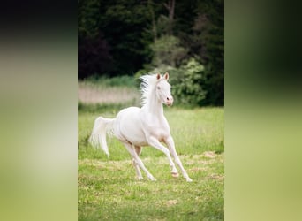 Partbred árabe, Caballo castrado, 6 años, 150 cm, Cremello