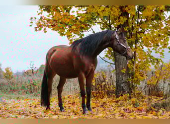 Partbred árabe Mestizo, Caballo castrado, 6 años, 153 cm, Castaño