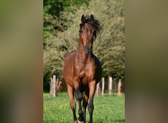 Partbred árabe Mestizo, Caballo castrado, 7 años, 145 cm, Castaño