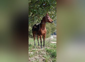 Partbred árabe, Caballo castrado, 9 años, 155 cm, Castaño