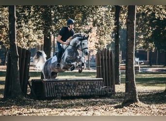 Partbred árabe, Semental, 10 años, 155 cm, Tordo