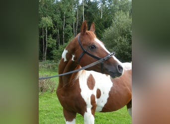 Partbred árabe, Semental, 12 años, 154 cm, Pío