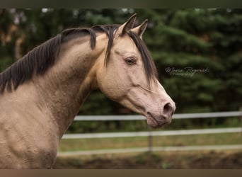 Partbred árabe, Semental, 16 años, 148 cm, Champán