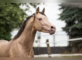 Partbred árabe, Semental, 17 años, 148 cm, Champán