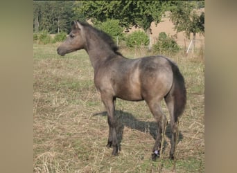 Partbred árabe, Semental, 1 año, 150 cm, Tordo