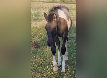 Partbred árabe, Semental, 1 año, 151 cm, Grullo