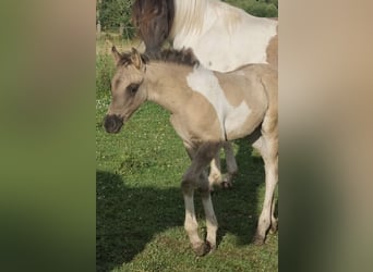 Partbred árabe, Semental, 1 año, 151 cm, Grullo