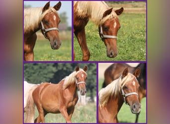 Partbred árabe, Semental, 1 año, 152 cm, Alazán