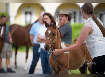 Partbred árabe, Semental, 1 año, 153 cm, Tobiano-todas las-capas