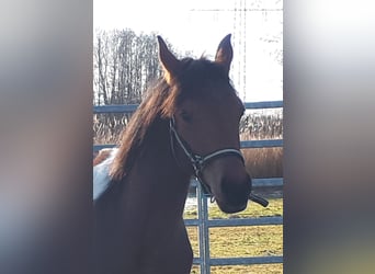 Partbred árabe, Semental, 1 año, 153 cm, Tobiano-todas las-capas