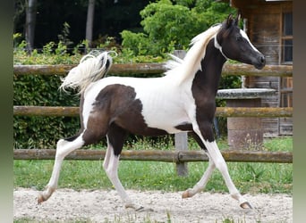 Partbred árabe, Semental, 1 año, 153 cm, Tovero-todas las-capas