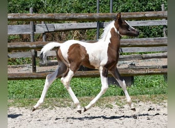 Partbred árabe, Semental, 1 año, 153 cm, Tovero-todas las-capas