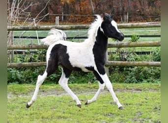 Partbred árabe, Semental, 1 año, 153 cm, Tovero-todas las-capas