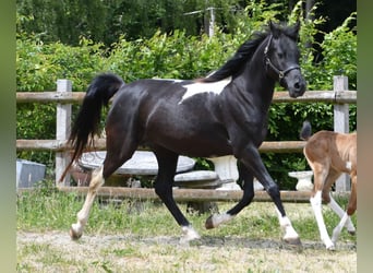 Partbred árabe, Semental, 1 año, 155 cm