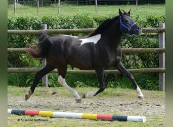 Partbred árabe, Semental, 1 año, 155 cm