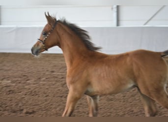 Partbred árabe, Semental, 1 año, 155 cm, Castaño