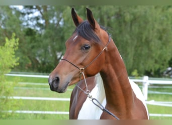 Partbred árabe, Semental, 1 año, 155 cm, Pío