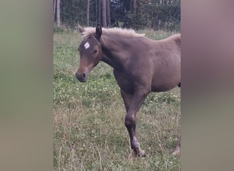 Partbred árabe, Semental, 1 año, 156 cm