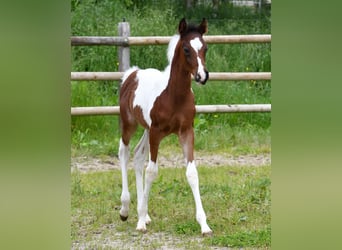 Partbred árabe, Semental, 1 año, 156 cm, Tobiano-todas las-capas