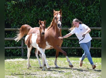 Partbred árabe, Semental, 1 año, 156 cm, Tobiano-todas las-capas
