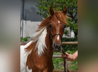 Partbred árabe, Semental, 1 año, 156 cm, Tobiano-todas las-capas