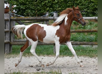 Partbred árabe, Semental, 1 año, 156 cm, Tobiano-todas las-capas