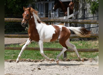 Partbred árabe, Semental, 1 año, 156 cm, Tobiano-todas las-capas