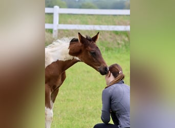 Partbred árabe, Semental, 1 año, Pío