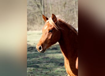 Partbred árabe, Semental, 2 años, 152 cm, Alazán