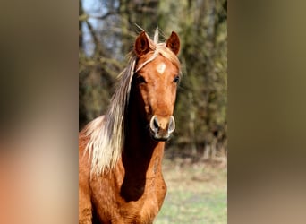 Partbred árabe, Semental, 2 años, 152 cm, Alazán