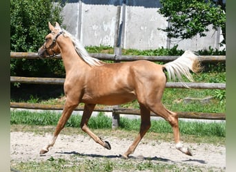 Partbred árabe, Semental, 2 años, 154 cm, Palomino