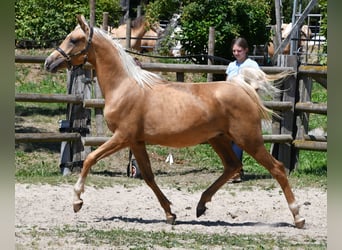 Partbred árabe, Semental, 2 años, 154 cm, Palomino