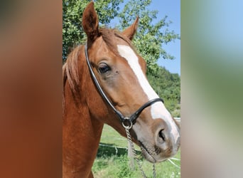 Partbred árabe, Semental, 2 años, 155 cm, Alazán
