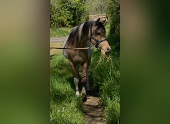 Partbred árabe, Semental, 2 años, 155 cm, Tobiano-todas las-capas