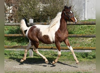 Partbred árabe, Semental, 2 años, 156 cm, Tobiano-todas las-capas