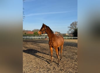Partbred árabe, Semental, 2 años, Castaño