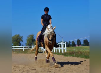 Partbred árabe Mestizo, Semental, 4 años, 166 cm, Palomino