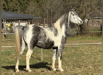 Partbred árabe, Semental, 5 años, 154 cm, Tordo