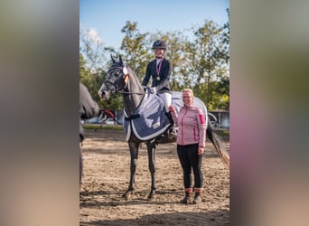Partbred árabe, Semental, 5 años, 161 cm, Tordo
