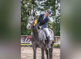 Partbred árabe, Semental, 5 años, 161 cm, Tordo