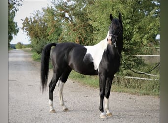 Partbred árabe, Semental, 6 años, 152 cm, Tobiano-todas las-capas