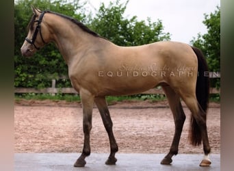 Partbred árabe, Semental, 20 años, 150 cm, Champán