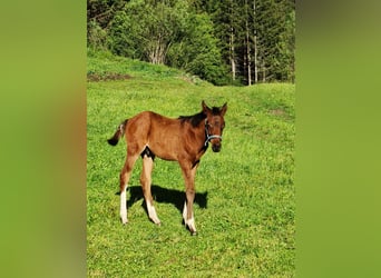 Partbred árabe, Semental, Potro (04/2026), 153 cm, Castaño