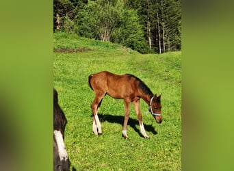 Partbred árabe, Semental, Potro (04/2026), 153 cm, Tobiano-todas las-capas