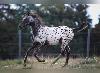 Partbred árabe, Semental, Potro (03/2026), 155 cm, Atigrado/Moteado