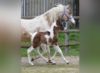 Partbred árabe, Semental, Potro (03/2023), 155 cm, Tobiano-todas las-capas