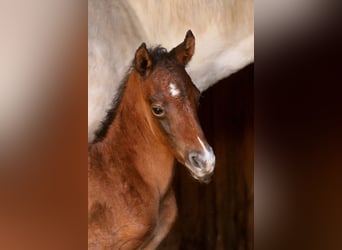 Partbred árabe, Semental, Potro (04/2026), 156 cm, Castaño