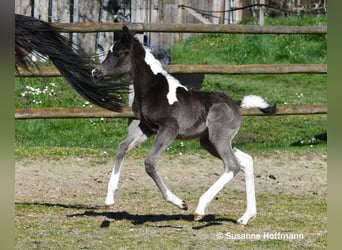 Partbred árabe, Semental, Potro (03/2026), 156 cm, Tobiano-todas las-capas