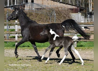 Partbred árabe, Semental, Potro (03/2026), 156 cm, Tobiano-todas las-capas